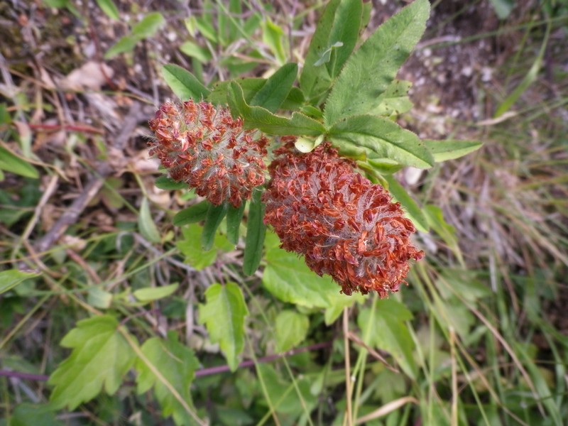 Trifolium rubens